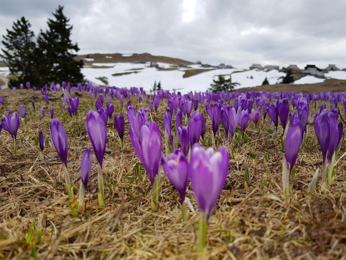 Chalet Gorenjka - Velika Planina
